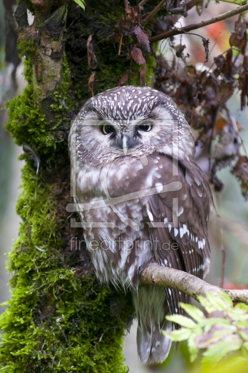 Bild-Nr.: 10715789 Raufußkauz (Aegolius funereus) - Tengmalm`s Owl erstellt von cibo