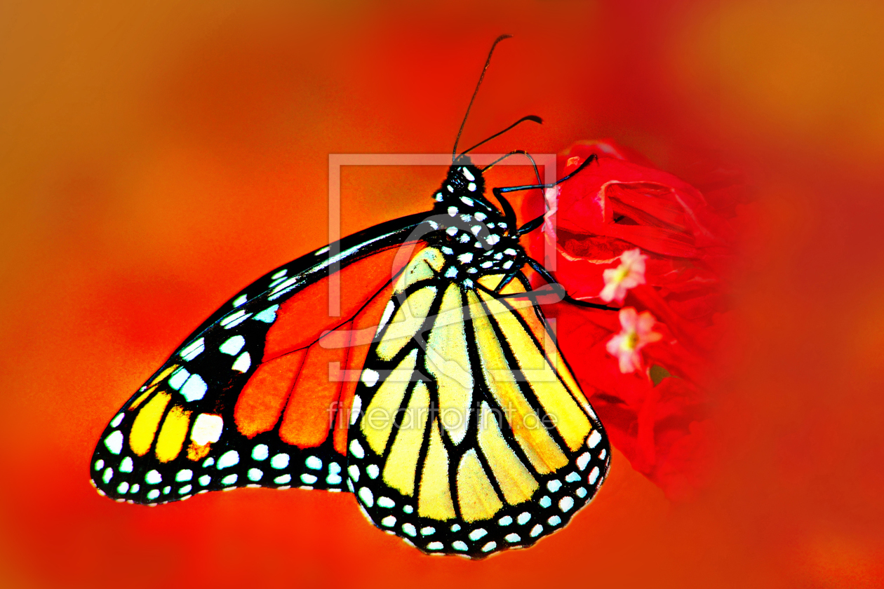 Bild-Nr.: 10716145 kanarischer Schmetterling erstellt von Gerhard726