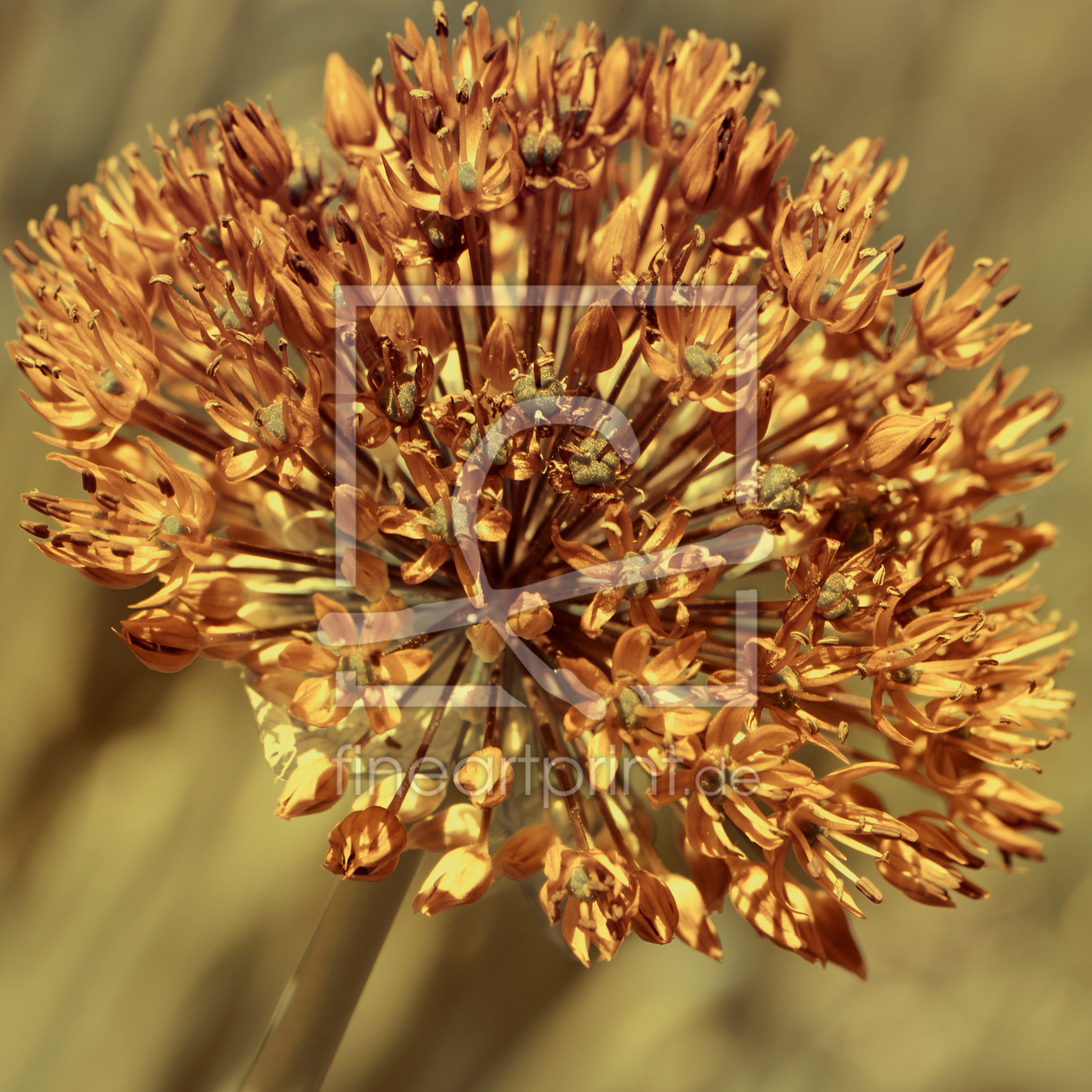 Bild-Nr.: 10716253 Allium erstellt von Atteloi