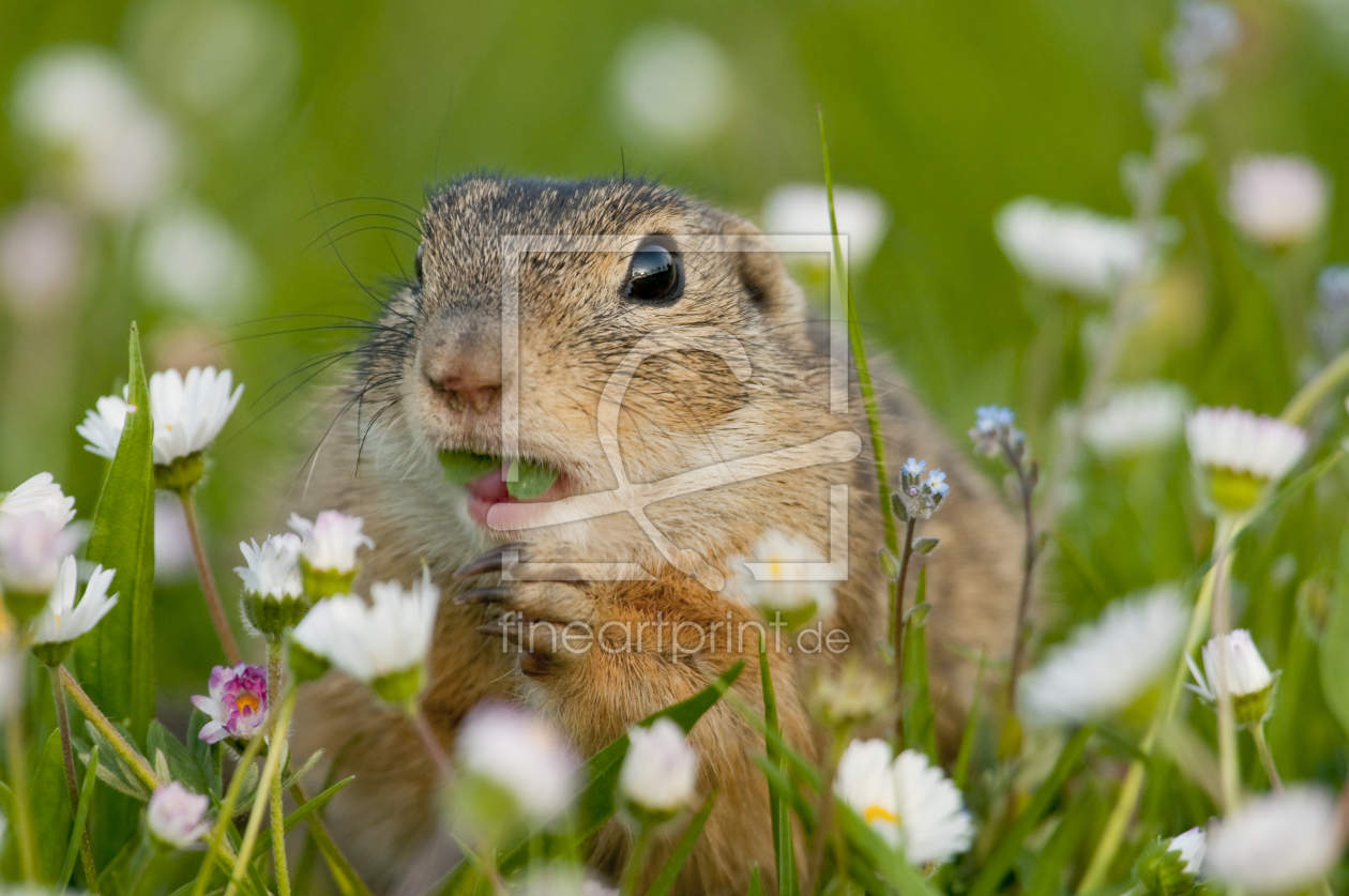 Bild-Nr.: 10716857 Europäisches Ziesel (Spermophilus citellus) - European ground squirrel erstellt von cibo