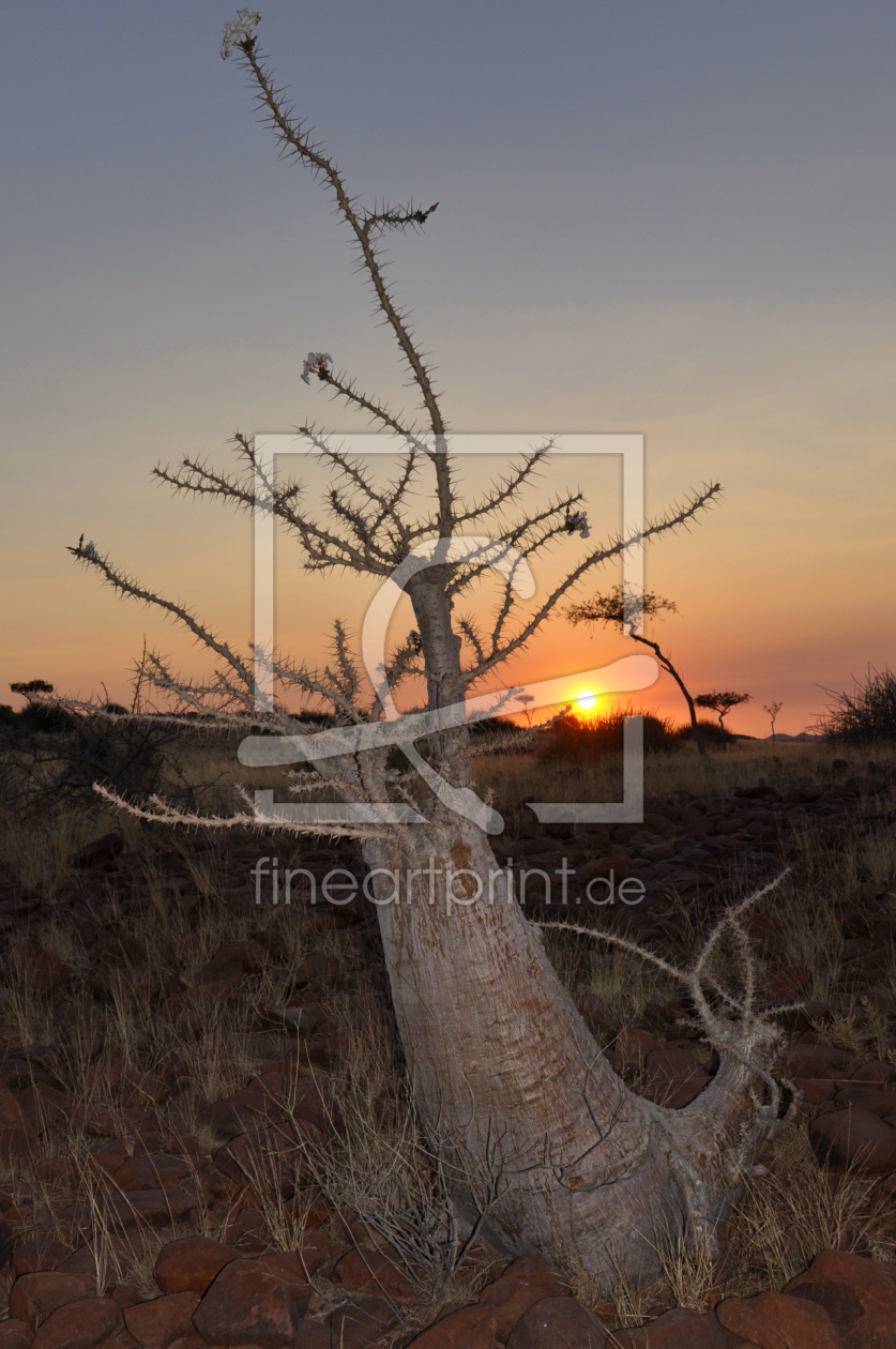 Bild-Nr.: 10717277 Flaschenbaum (Pachypodium lealii) erstellt von Gerhard726
