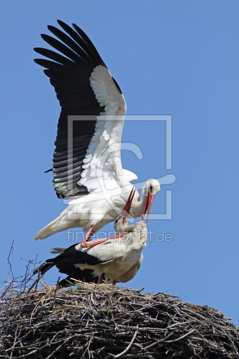 Bild-Nr.: 10718943 Storchenpaar erstellt von FotoDeHRO