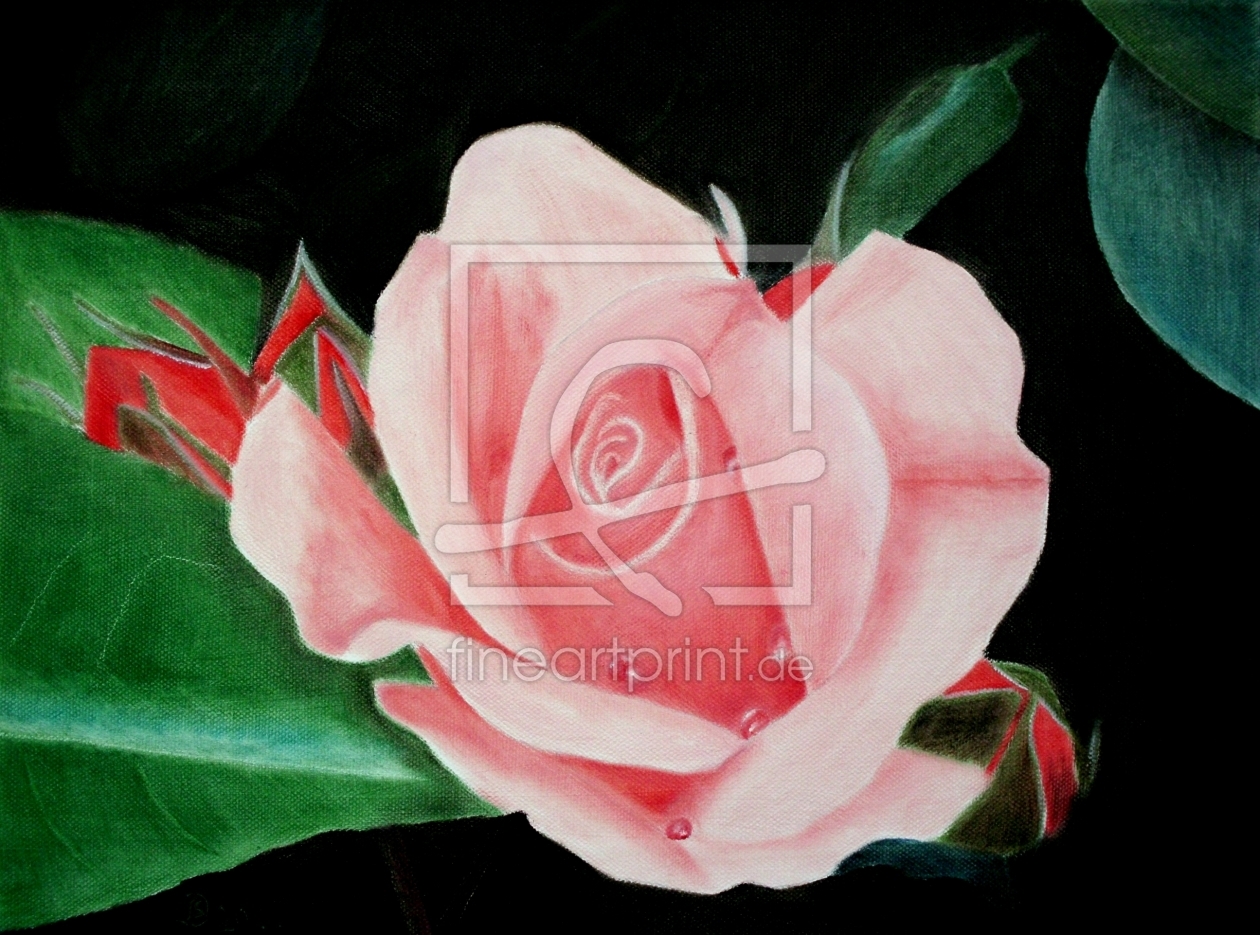 Bild-Nr.: 10721327 Rose erstellt von Henopp