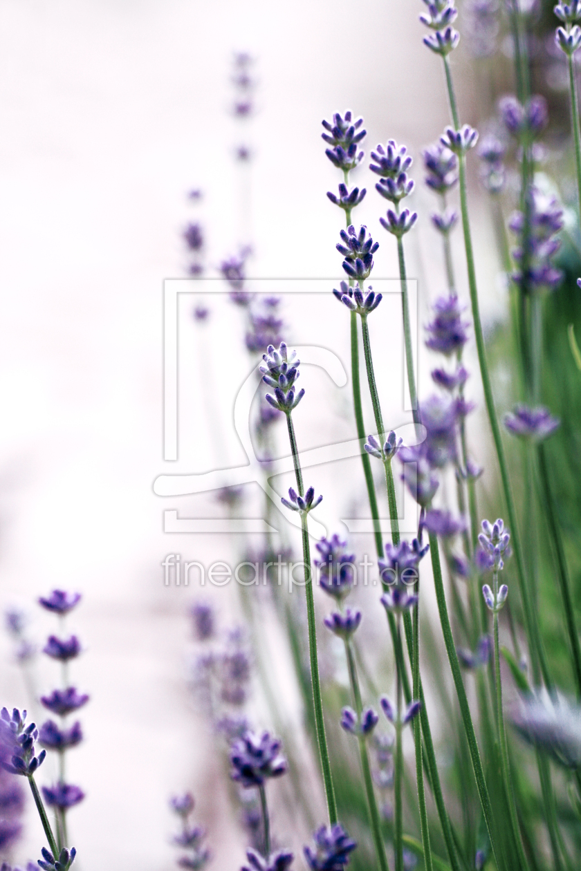 Bild-Nr.: 10721569 Lavendel erstellt von fotozauberin