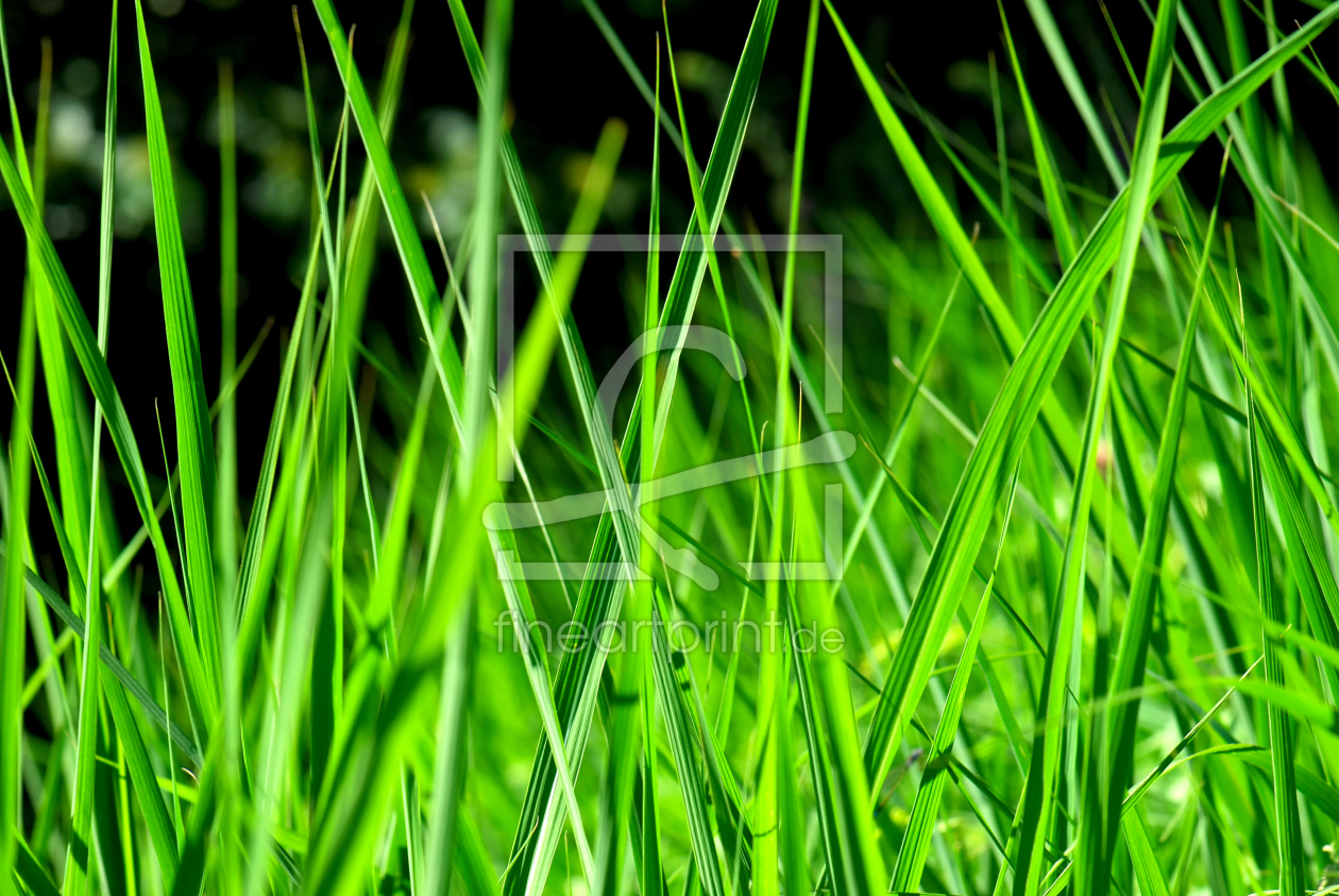 Bild-Nr.: 10722289 Gras erstellt von Atteloi