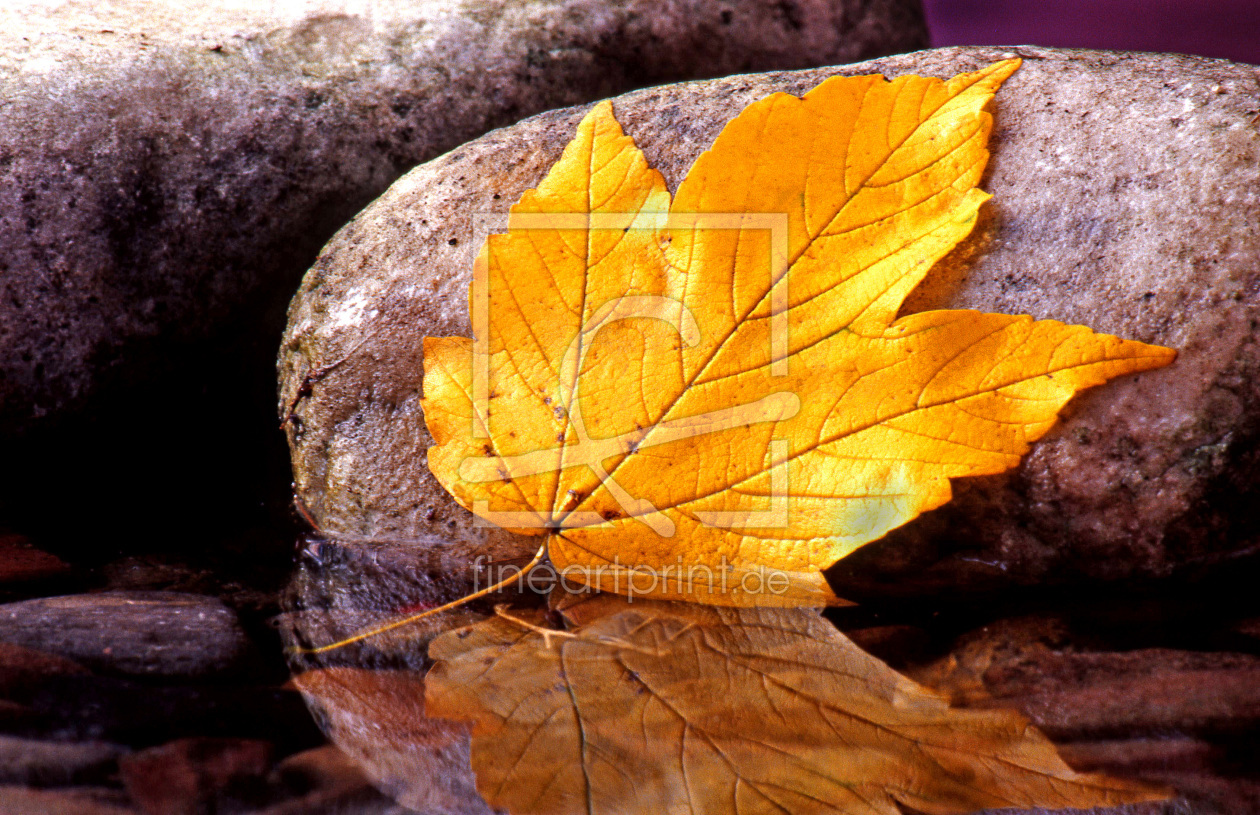 Bild-Nr.: 10722487 Herbstblatt in einem Waldbach erstellt von A-Grotehans