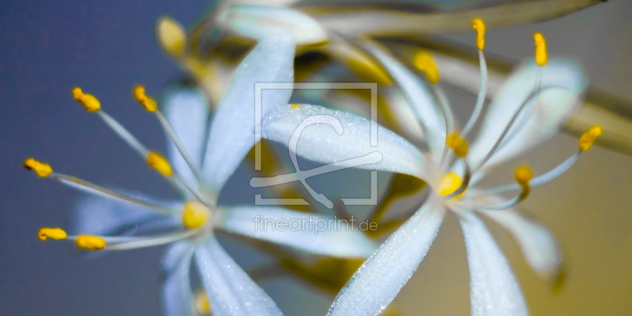 Bild-Nr.: 10723083 Blütenfreude - Panorama - Querformat erstellt von Knibbli