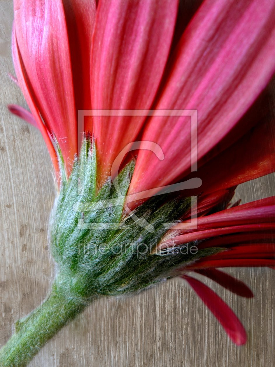 Bild-Nr.: 10723267 Gerbera erstellt von Rolf Eschbach