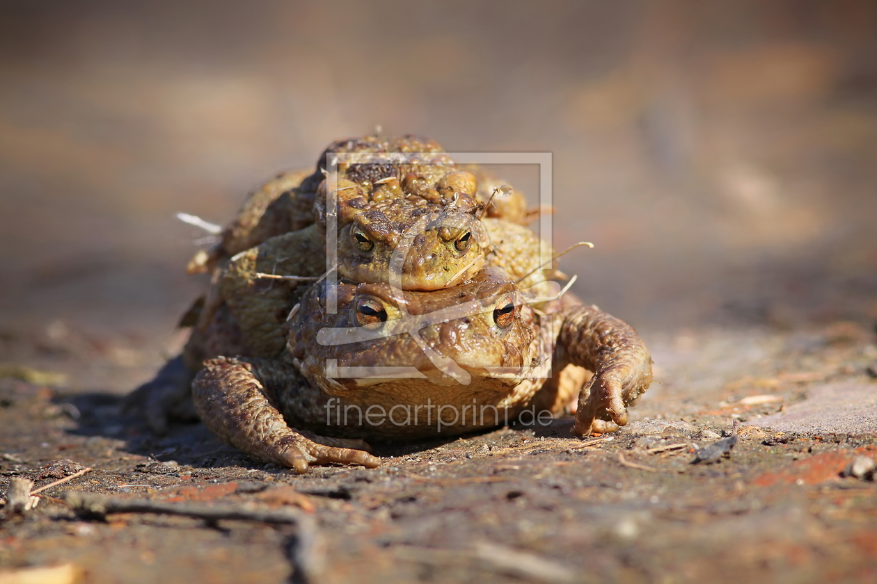 Bild-Nr.: 10723565 Krötendoppelpack erstellt von FotoDeHRO