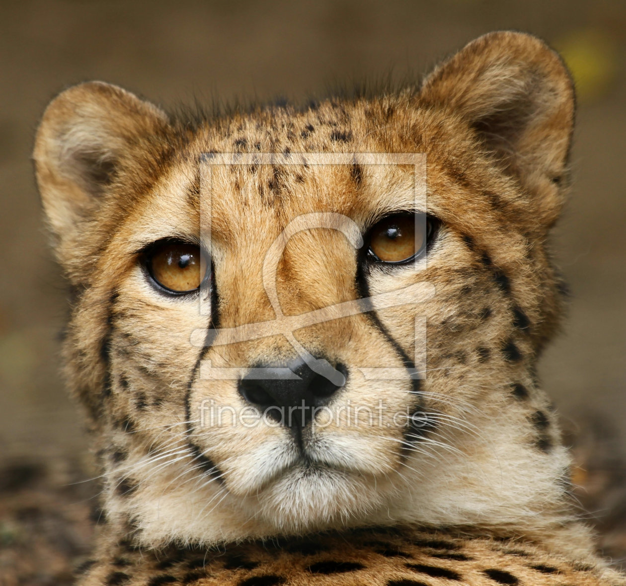 Bild-Nr.: 10724431 GepardenPortrait erstellt von Boersenfuchs