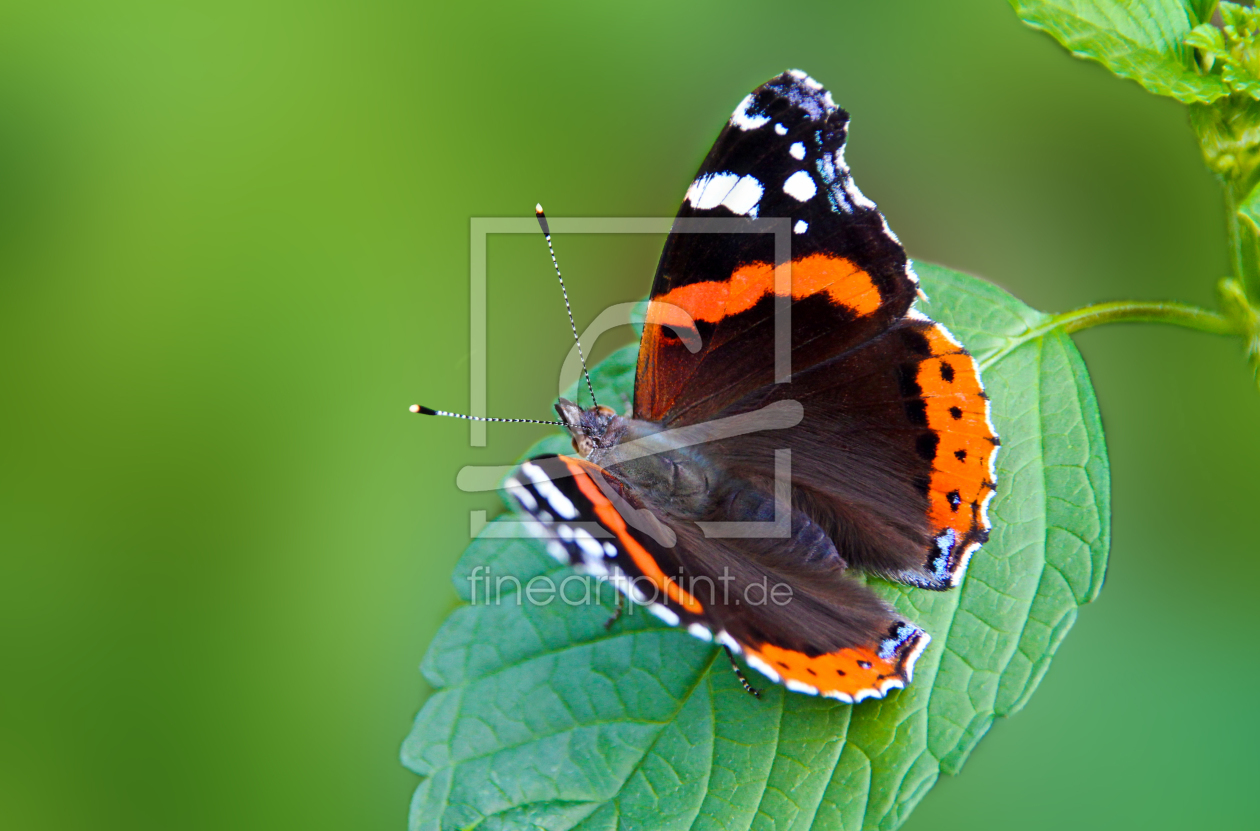 Bild-Nr.: 10725187 Admiral erstellt von birdy