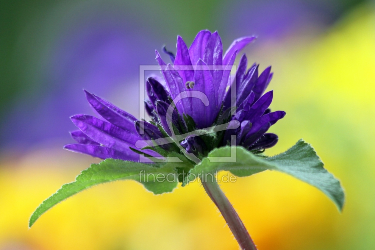 Bild-Nr.: 10725253 Knäuelglockenblume, Campanula glomerata erstellt von Renate Knapp