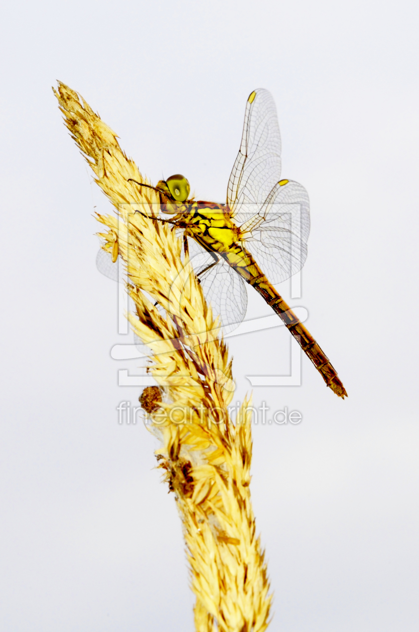 Bild-Nr.: 10726001 Libelle erstellt von Gerhard726
