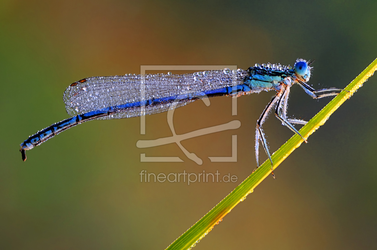 Bild-Nr.: 10726019 Libelle mit Tauperlen erstellt von Gerhard726