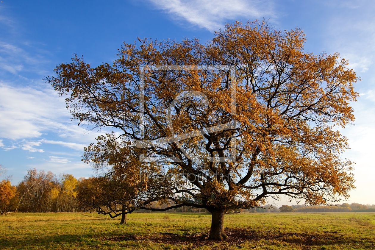 Bild-Nr.: 10727001 magischer Herbst erstellt von Jens Kalanke