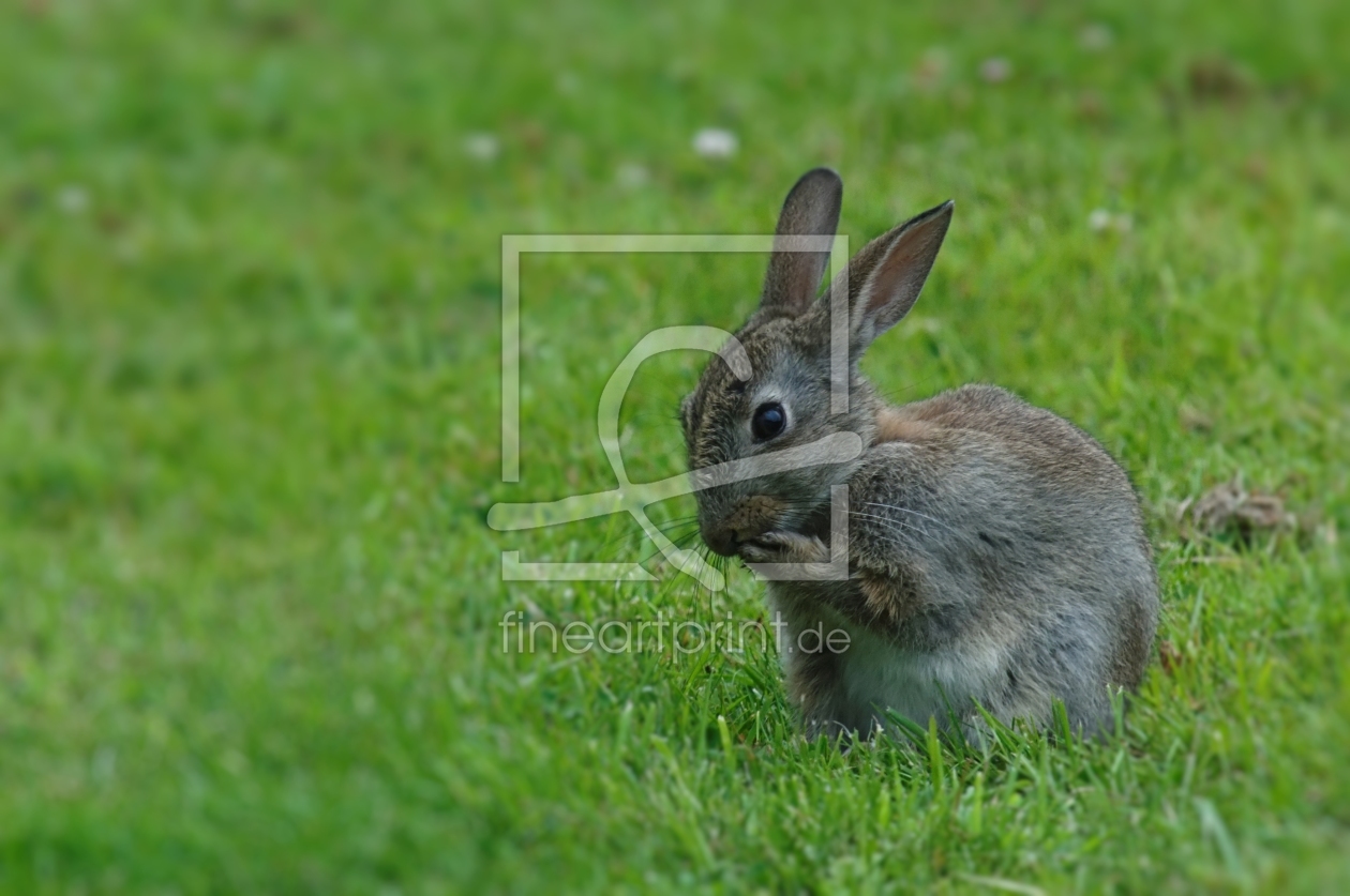 Bild-Nr.: 10727053 Irish rabbit erstellt von Taunusbilder