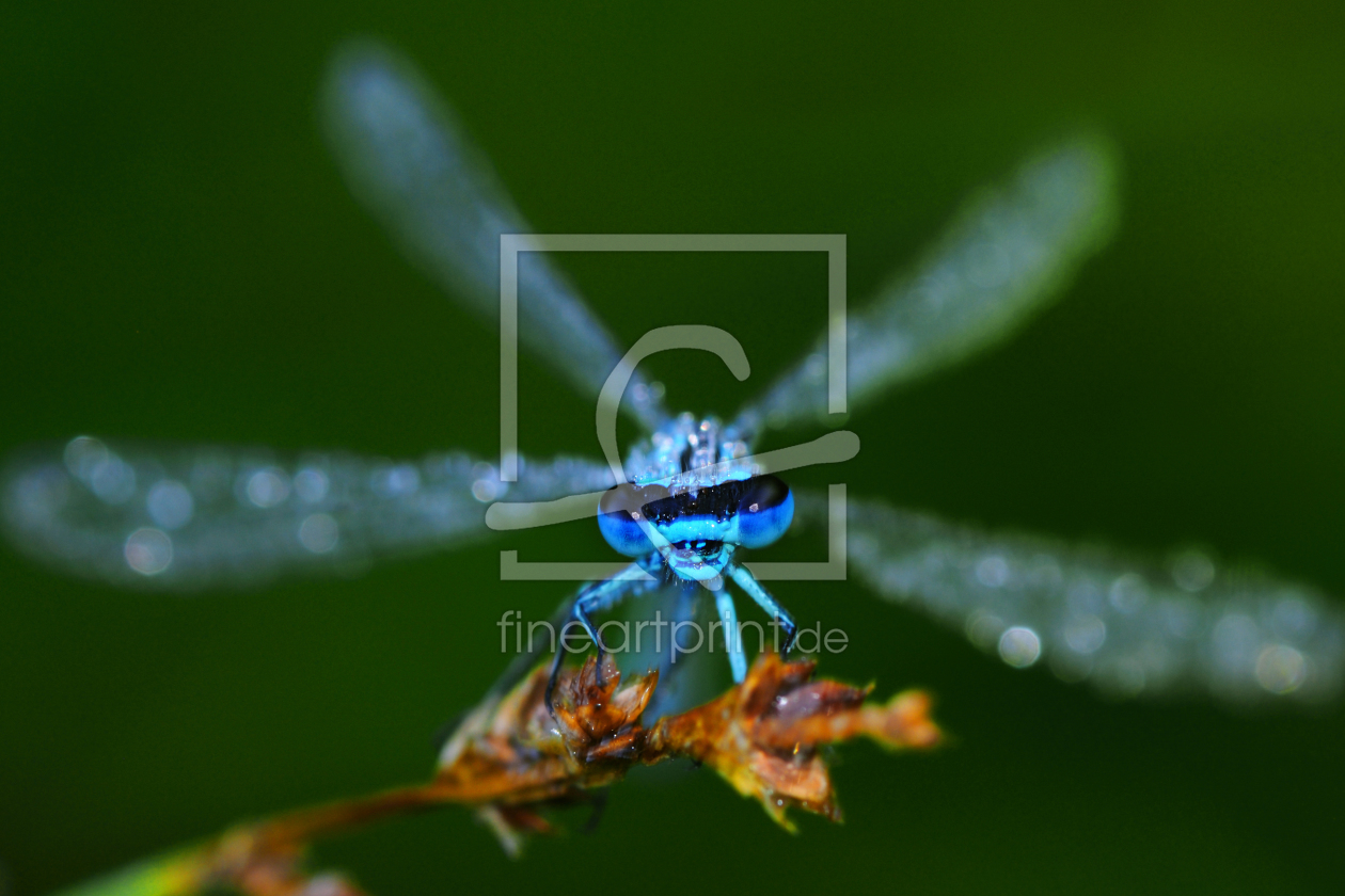 Bild-Nr.: 10727255 blaue Libelle erstellt von Gerhard726
