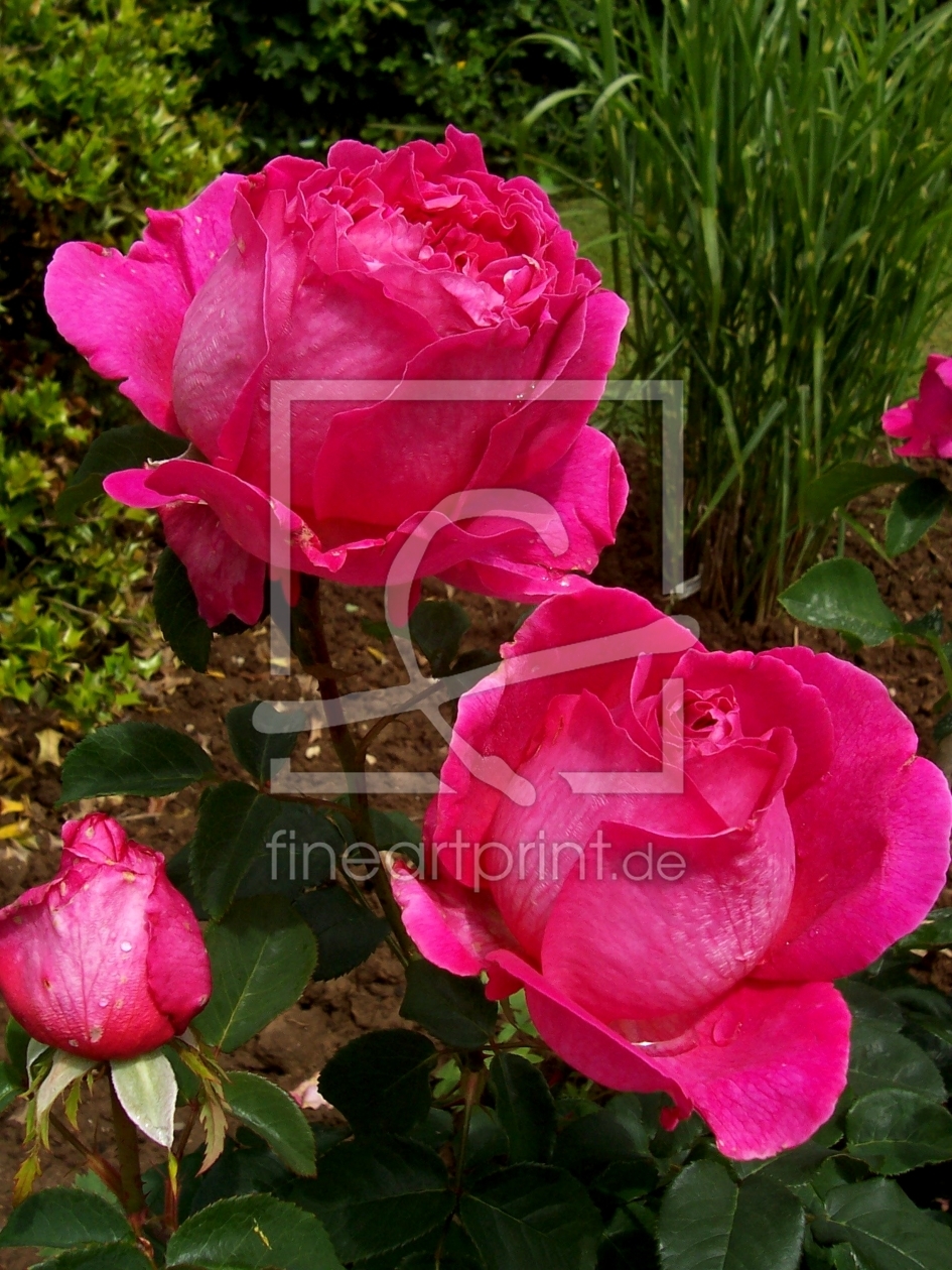 Bild-Nr.: 10727385 Rose erstellt von Henopp
