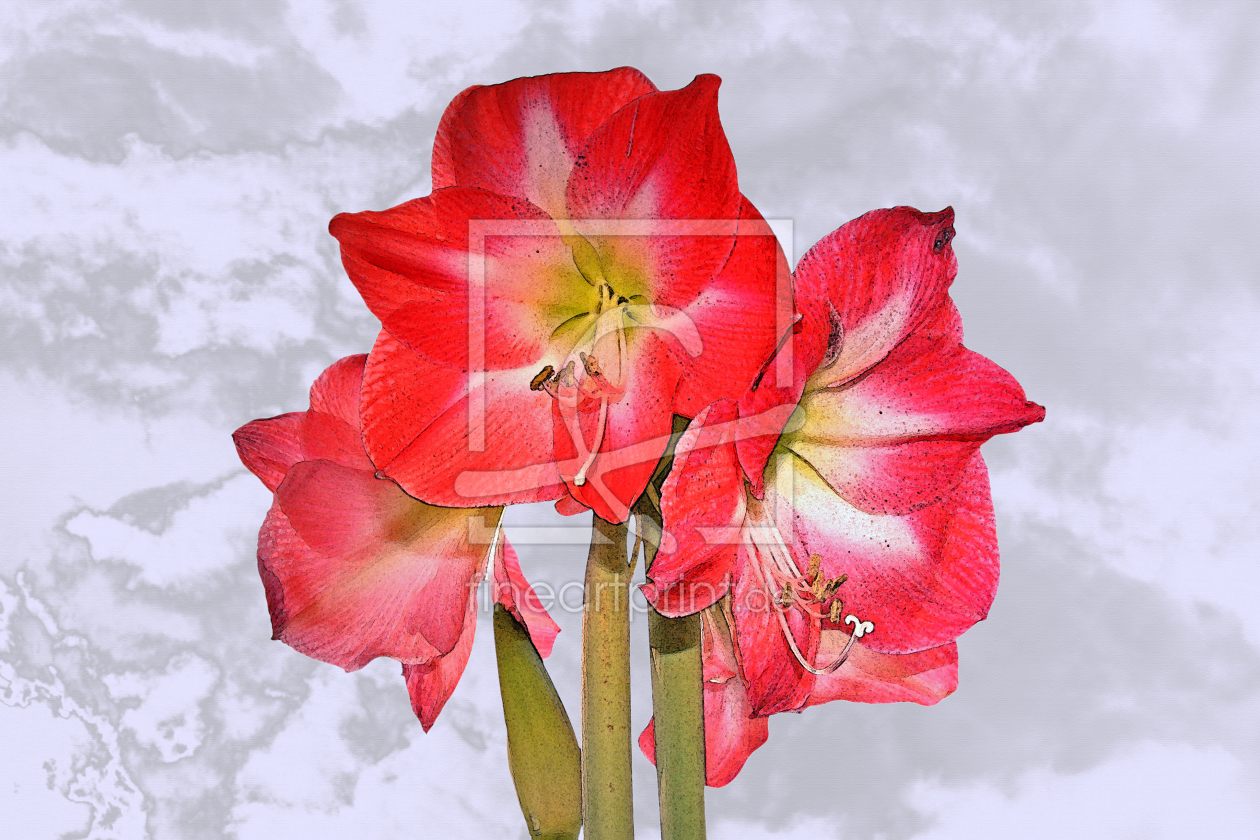 Bild-Nr.: 10727635 amaryllis erstellt von napoleon
