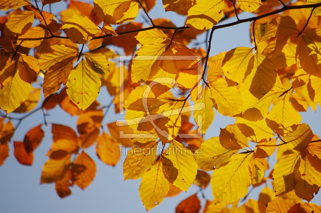 Bild-Nr.: 10728057 Herbstfarben erstellt von gabii40