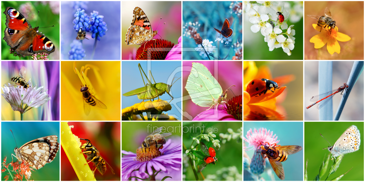 Bild-Nr.: 10728133 Insekten Collage erstellt von Atteloi