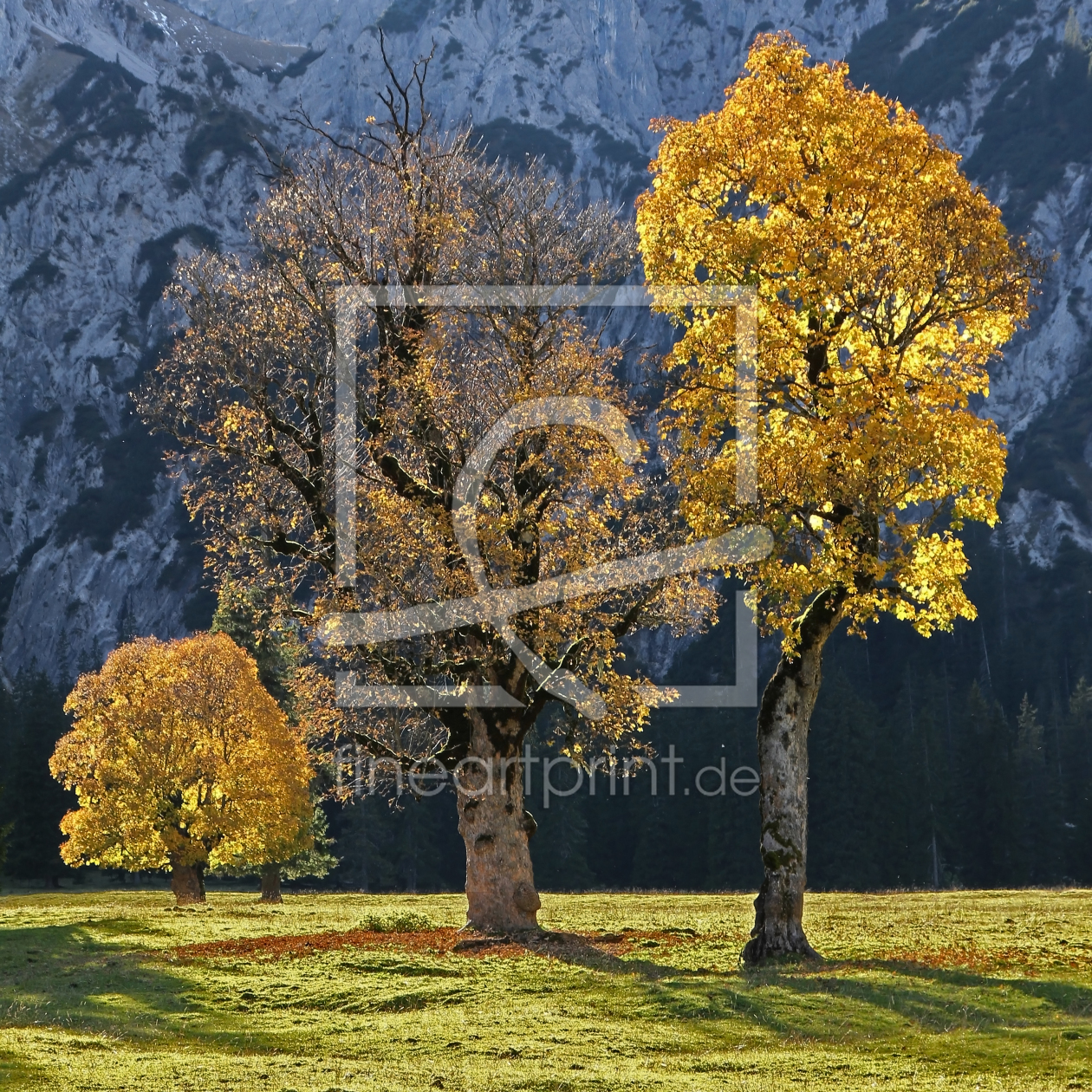 Bild-Nr.: 10728265 herbstliche Ahornbäume im Karwendel erstellt von SusaZoom