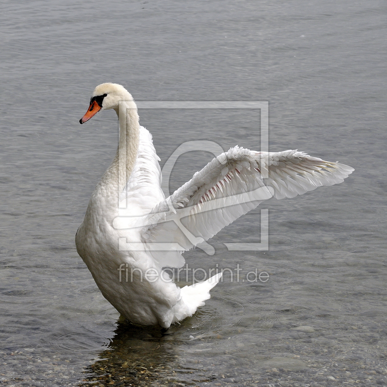 Bild-Nr.: 10729167 junger Schwan erstellt von GUGIGEI