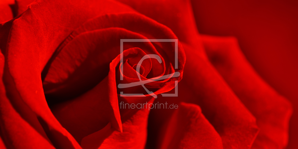 Bild-Nr.: 10729357 Rote Rose erstellt von Atteloi