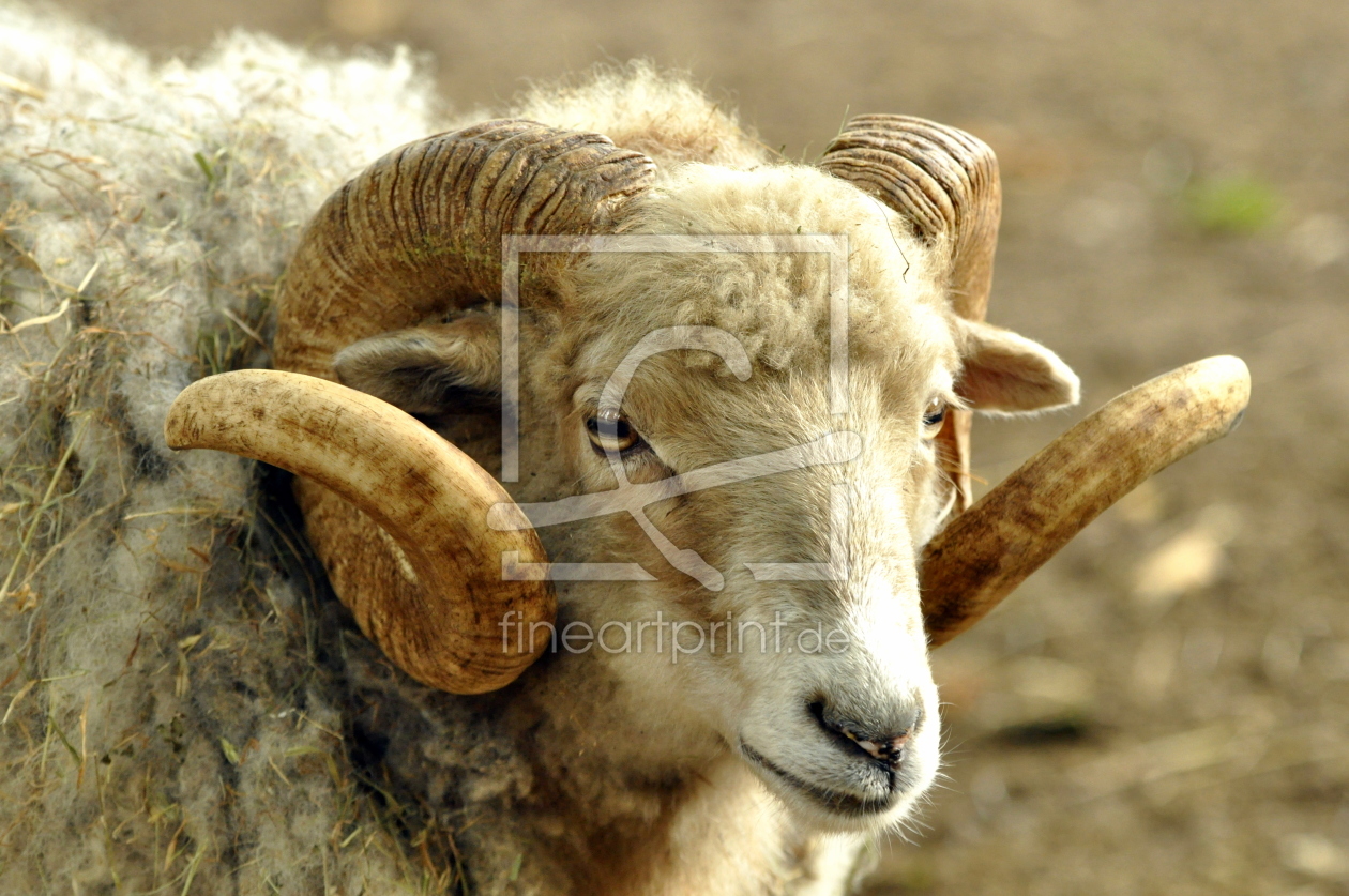 Bild-Nr.: 10729445 Schafbock erstellt von GUGIGEI