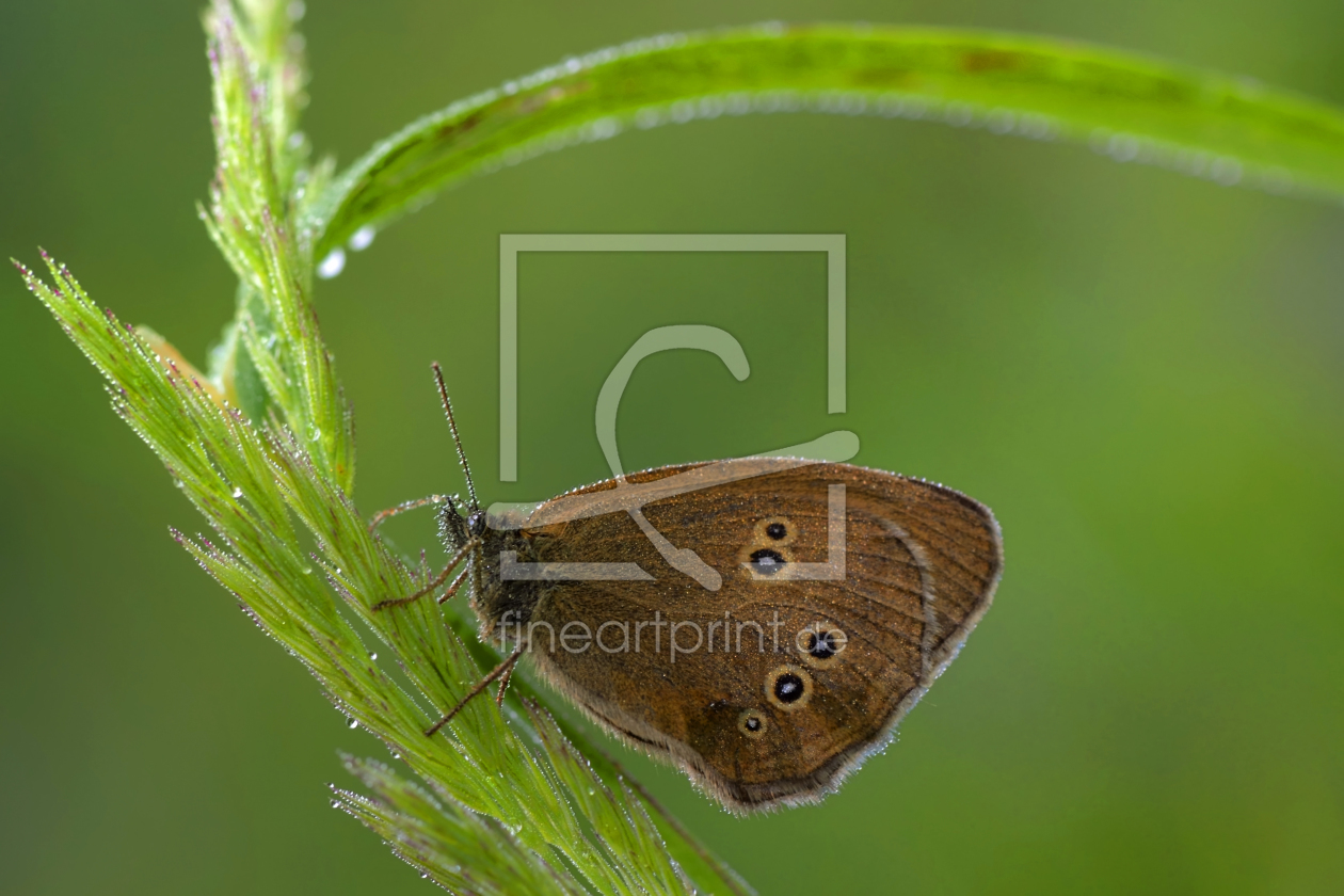 Bild-Nr.: 10729595 Schmetterling erstellt von Gerhard726