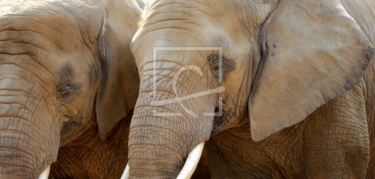 Bild-Nr.: 10731383 Elefantenpanoramabild erstellt von Heike Hultsch