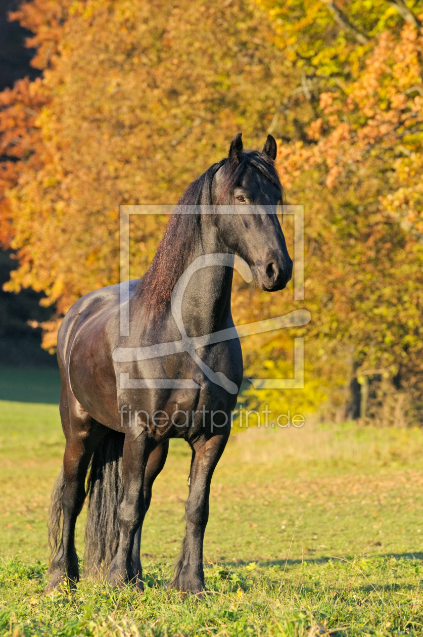 Bild-Nr.: 10731911 Friese im Herbst erstellt von Manfred Grebler