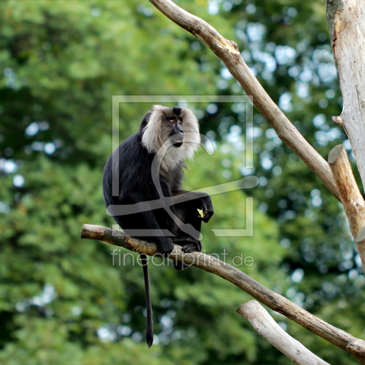 Bild-Nr.: 10732485 Bartaffe im Quadrat erstellt von Heike  Hultsch