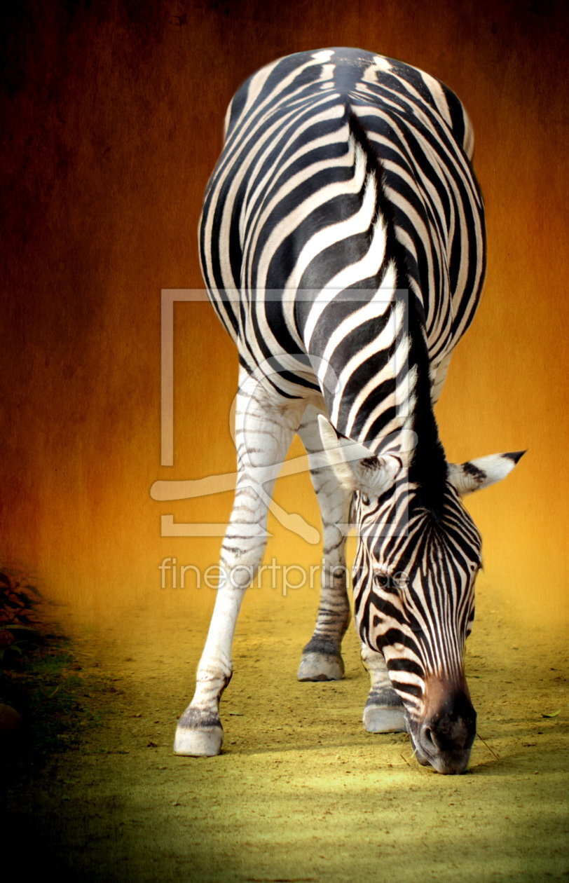 Bild-Nr.: 10732489 Zebra erstellt von Heike Hultsch