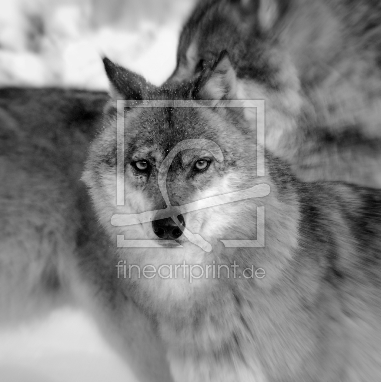Bild-Nr.: 10732847 face to face erstellt von GUGIGEI