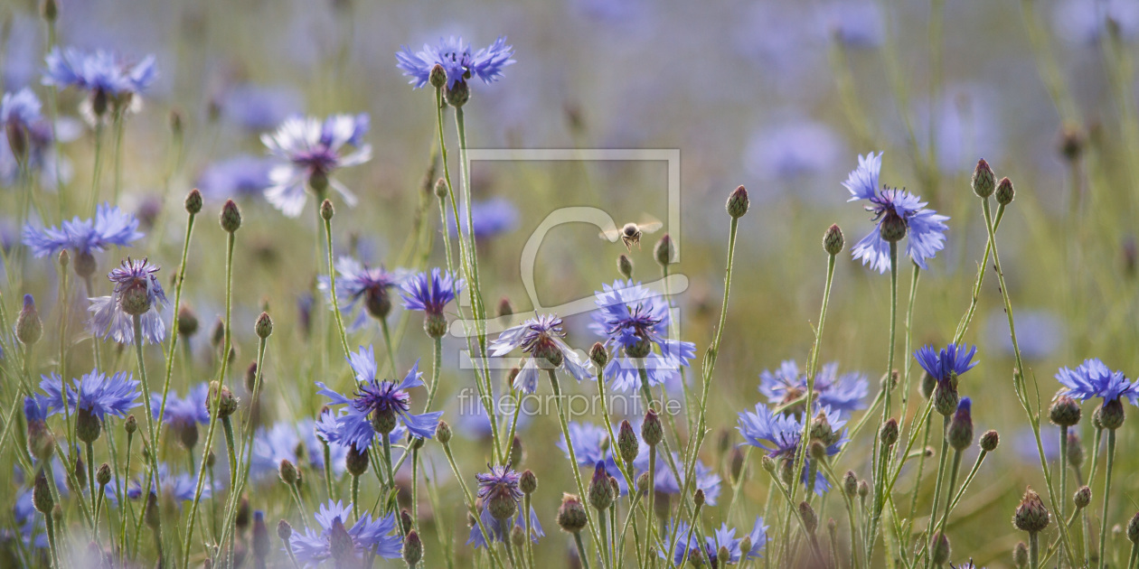 Bild-Nr.: 10732917 Kornblumenfeld mit Biene erstellt von pero-foto