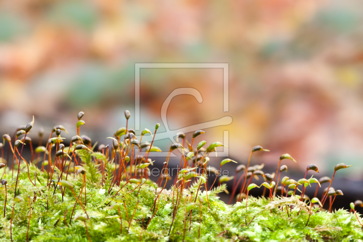 Bild-Nr.: 10733141 Flora auf dem Waldboden erstellt von fefufoto