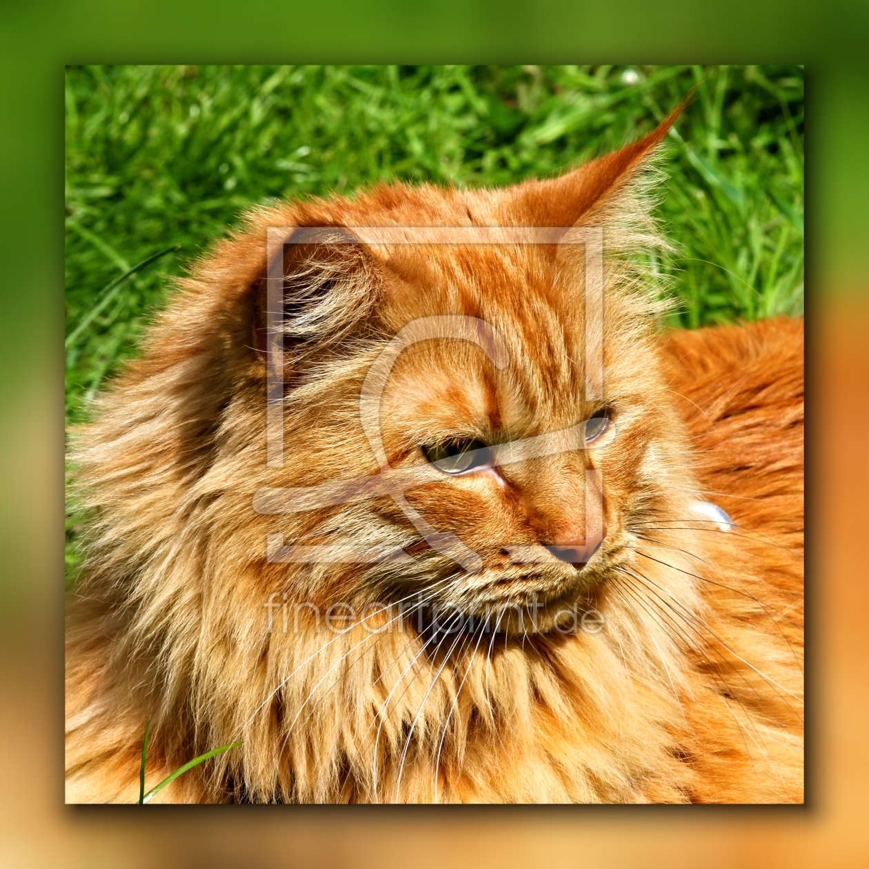 Bild-Nr.: 10733255 Kater im Gras erstellt von falconer59