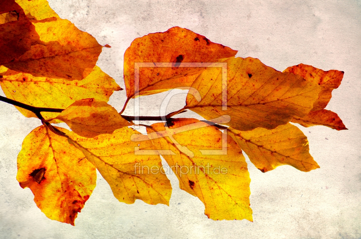 Bild-Nr.: 10736011 Herbstlaub erstellt von gabii40