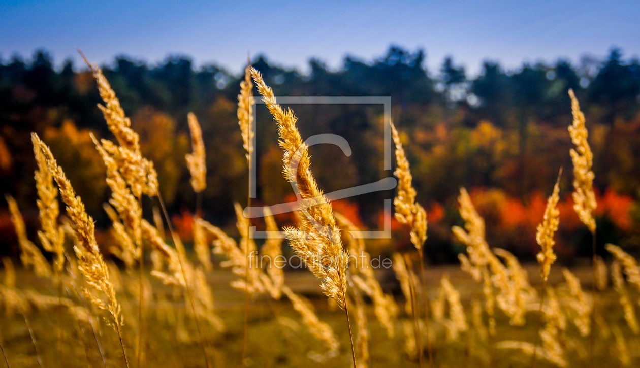 Bild-Nr.: 10736747 Herbst erstellt von rhoepfner