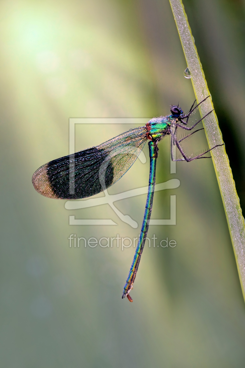 Bild-Nr.: 10737991 Libelle gefroren erstellt von Thomas Herzog