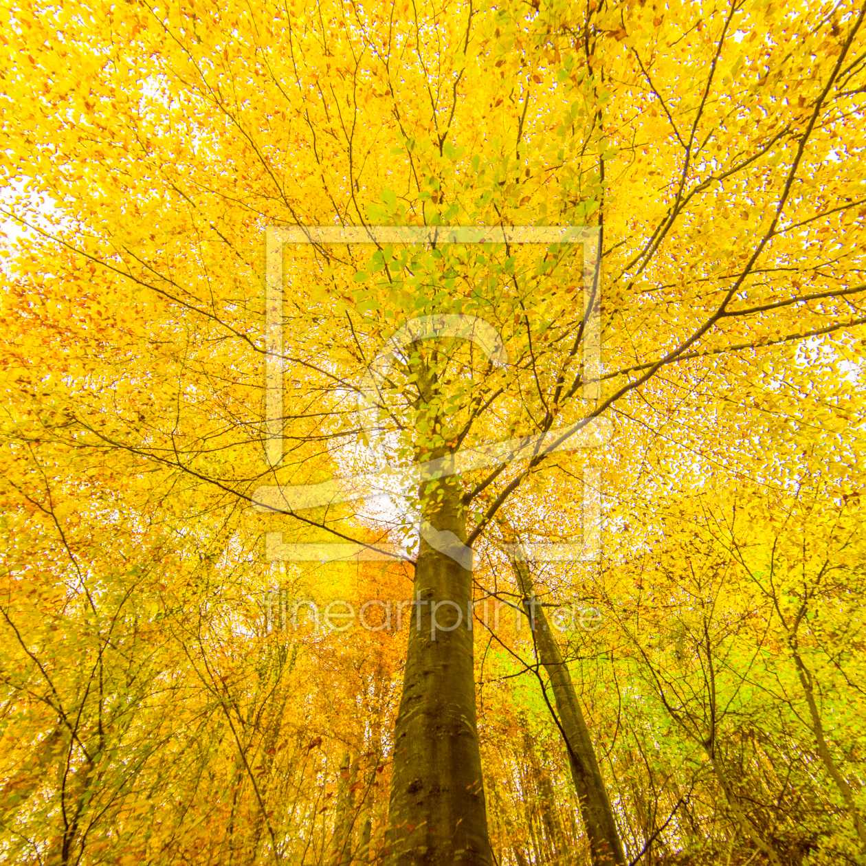 Bild-Nr.: 10738089 Herbstkrone 1 erstellt von Thomas Joekel