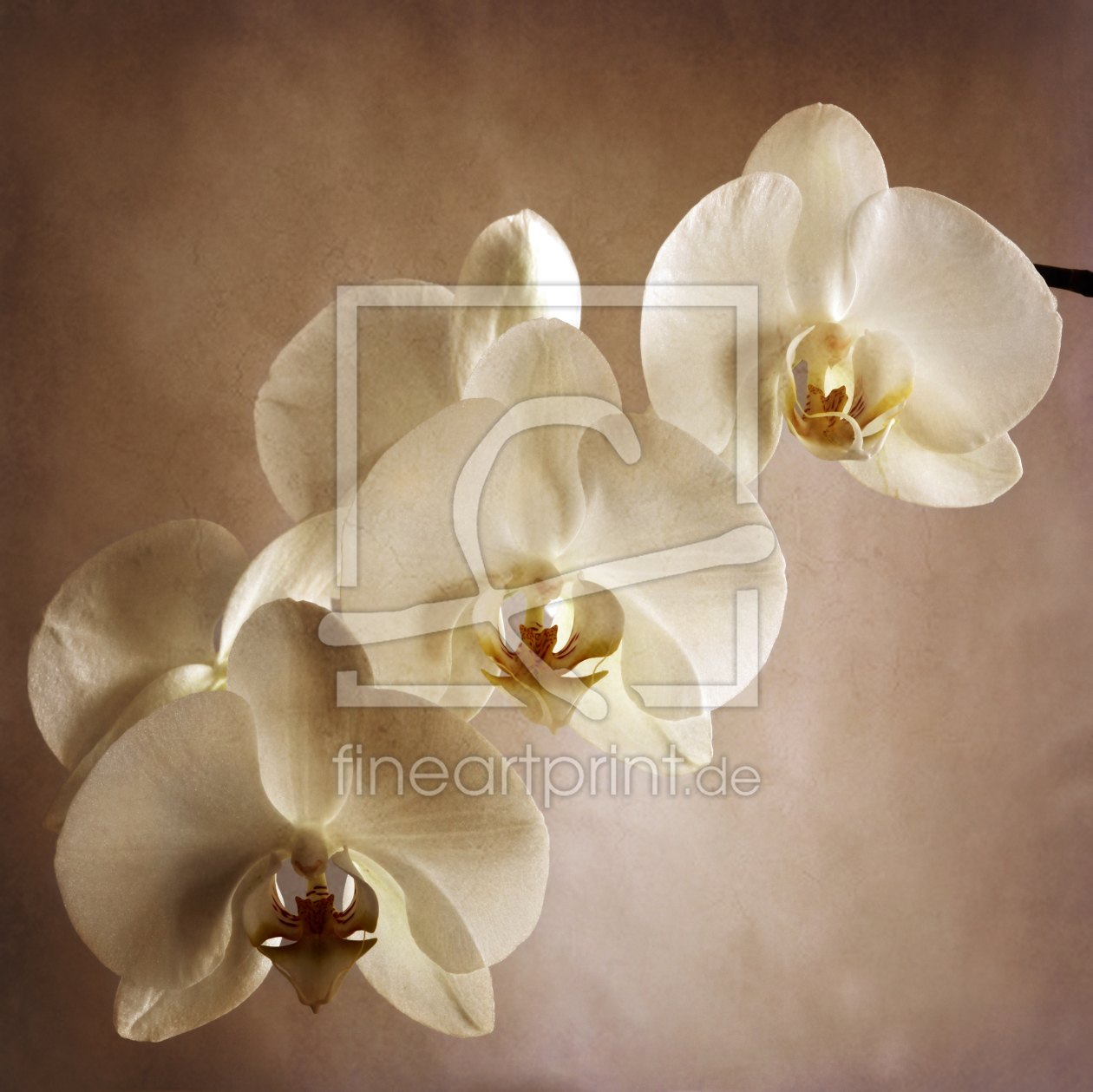 Bild-Nr.: 10738309 Orchidee erstellt von Gerhard Albicker