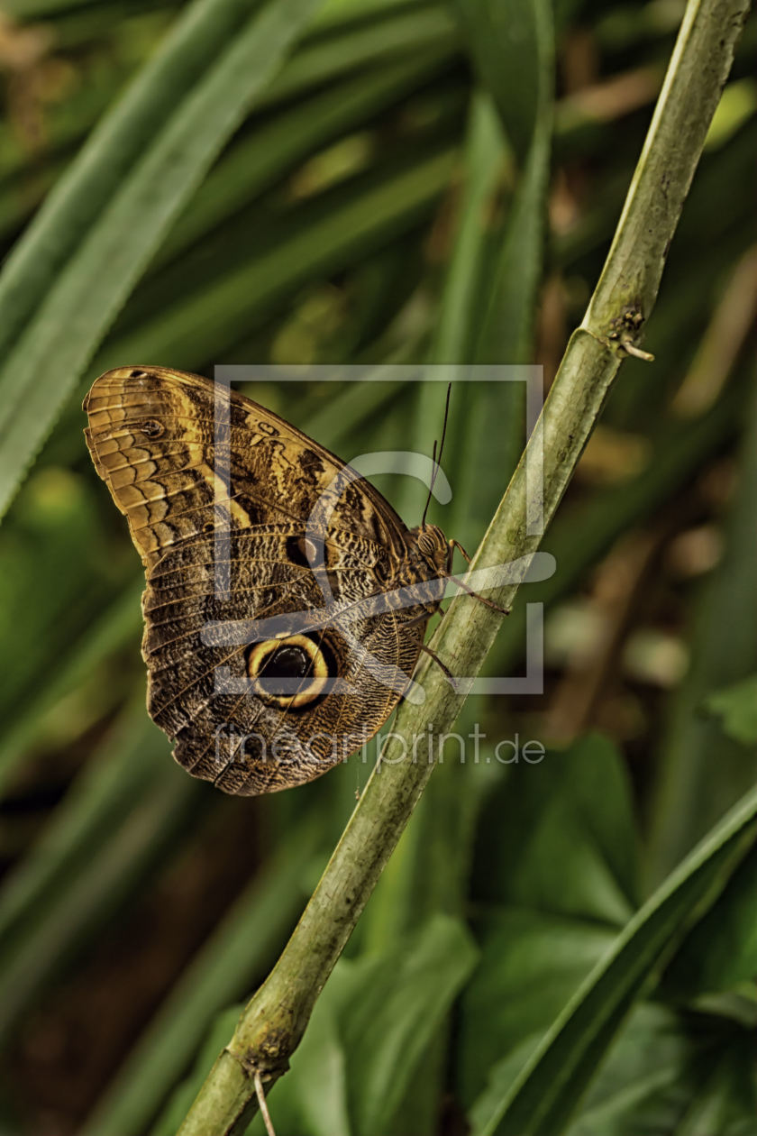 Bild-Nr.: 10738357 Schmetterling erstellt von Uwe Jahn