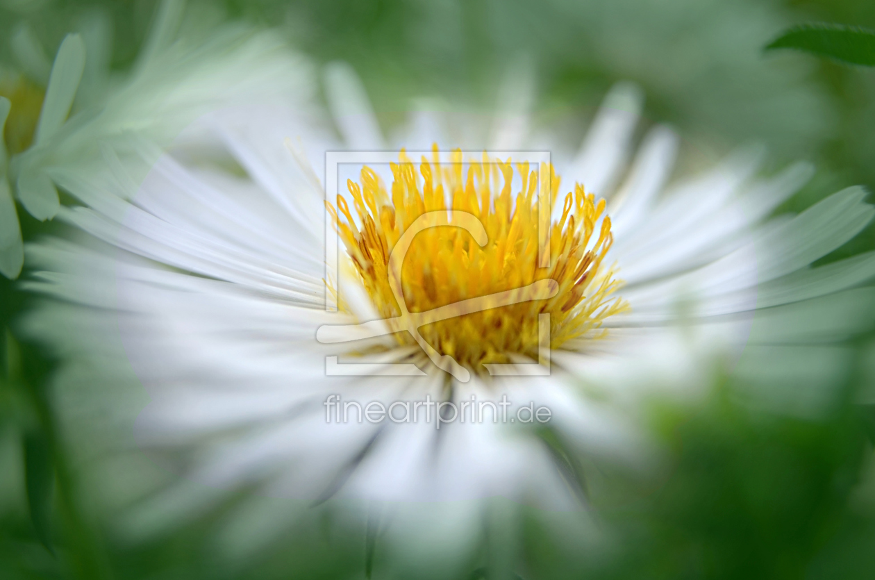 Bild-Nr.: 10739827 Gänseblümchen erstellt von Gisie