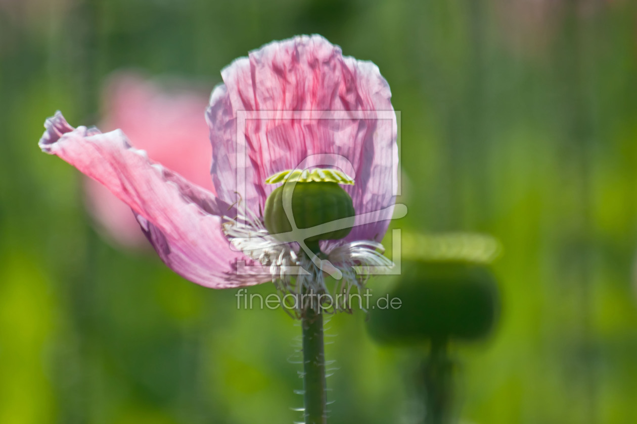 Bild-Nr.: 10739867 Mohn erstellt von Stephanie Stephanie Dannecker