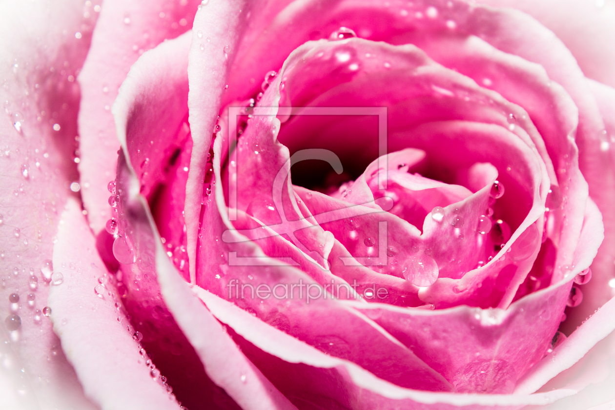 Bild-Nr.: 10741283 The pink Rose erstellt von Blendenfabrik