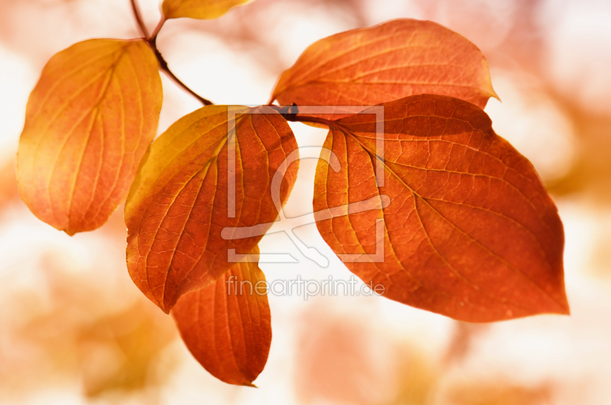 Bild-Nr.: 10741655 Herbstblätter erstellt von Atteloi