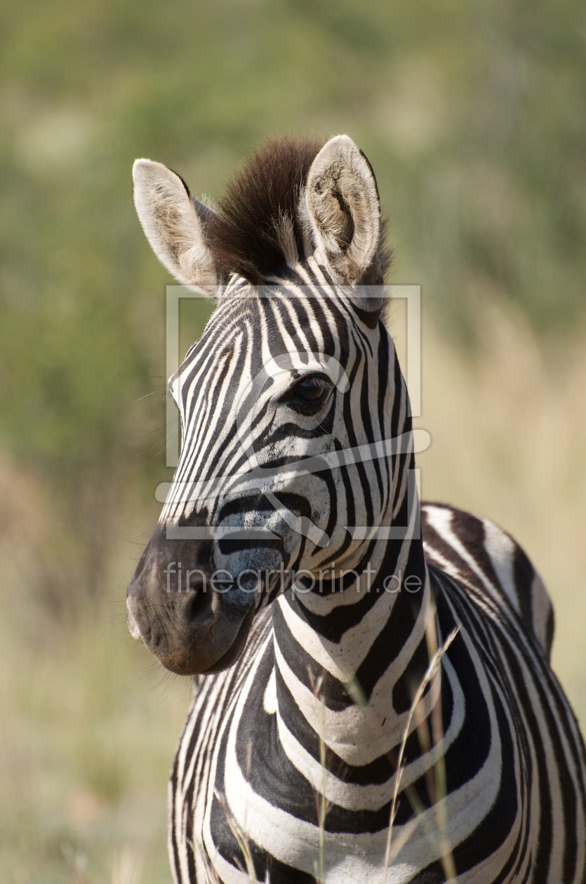 Bild-Nr.: 10742149 Zebra mit Irokesenschnitt erstellt von scm35768