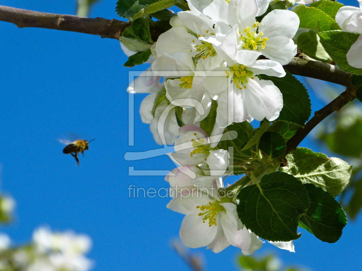 Bild-Nr.: 10742585 Fleissiges Bienchen erstellt von Luana Freitag